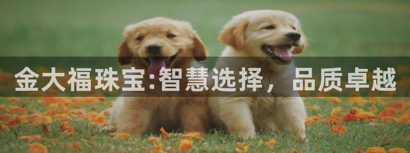 新宝5褚74OOO5：金大福珠宝:智慧选择，品质卓越